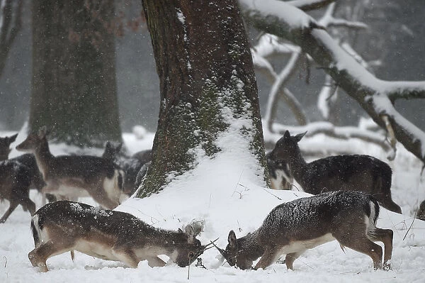 Young deer clash antlers in woodlands during heavy snow in Dublin