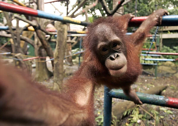 A young orangutan plays at Jakartas Ragunan zoo