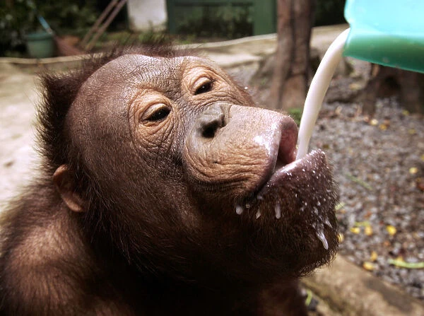 A young orangutan takes a sip of milk at Jakartas Ragunan zoo