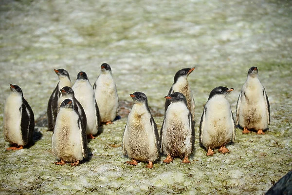 Young penguins gather on Curverville Island, Antarctica