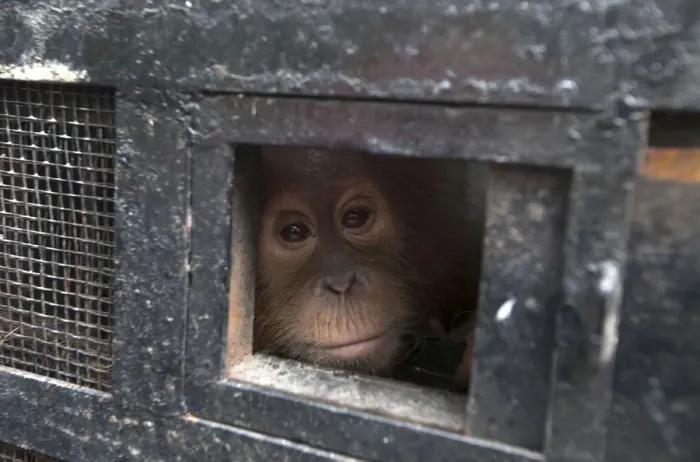 Framed Print : A young Sumatran orangutan looks out from its travel cage as it arrives at the Sumatran Framed Print : A young Sumatran orangutan looks out from its travel cage as it arrives at the Sumatran