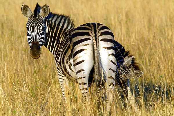 A zebra feeds its young at the Mlilwane game reserve in Swaziland
