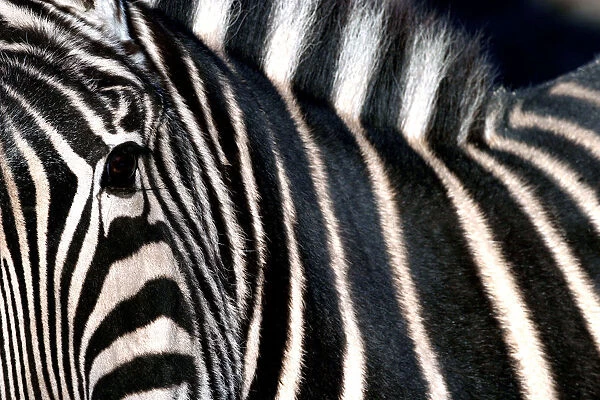 A zebra at Madrids Zoo