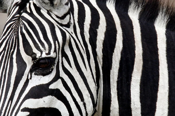 Zebra is seen in Masai Mara game reserve