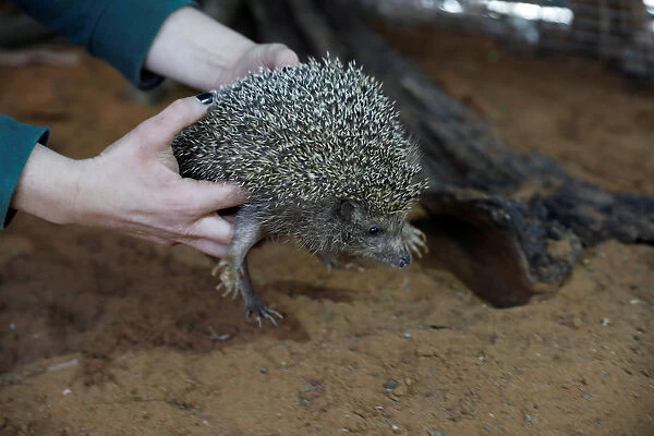 Zoo worker holds Sherman, the overweight hedgehog, at the Ramat Gan Safari Zoo