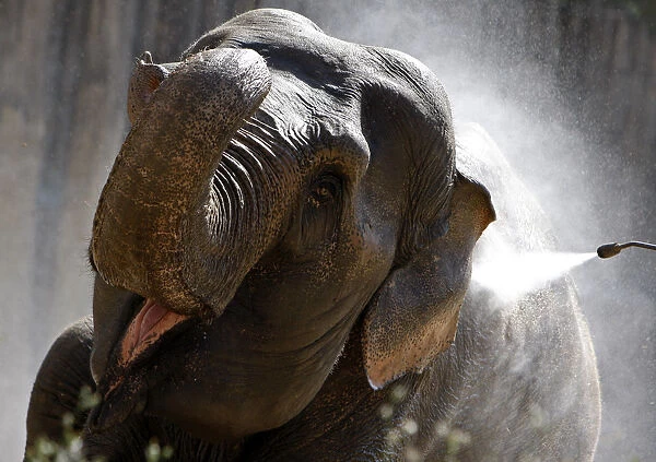 A zookeeper sprays an elephant to cool her down in Budapests Zoo