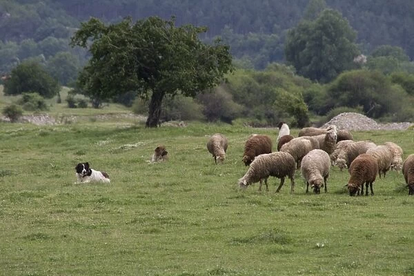 3 Balkan Karakachan sheep dogs watch over sheep - Bulgaria