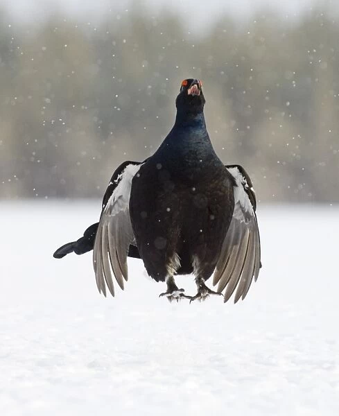 Black Grouse (Tetrao tetrix) adult male, displaying at lek in snow, Finland, march