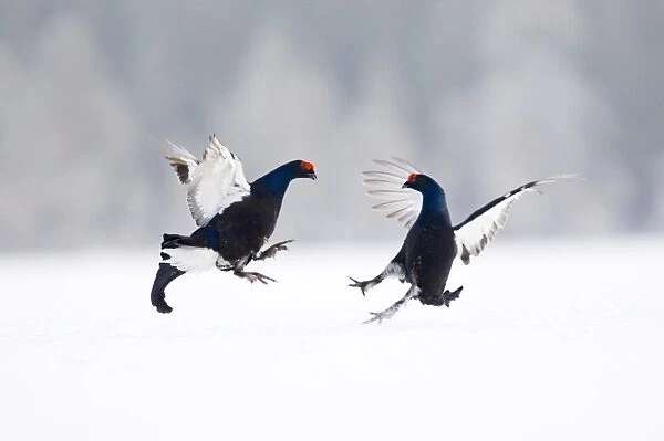 Black Grouse (Tetrao tetrix) two adult males, fighting at lek in snow, Finland, march