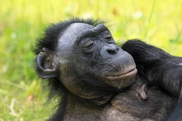 Bonobo (Pan paniscus) adult female, resting, close-up of head, captive