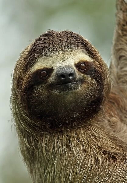 Brown-throated Three-toed Sloth (Bradypus variegatus) adult, close-up of head, Canopy Tower, Panama, November