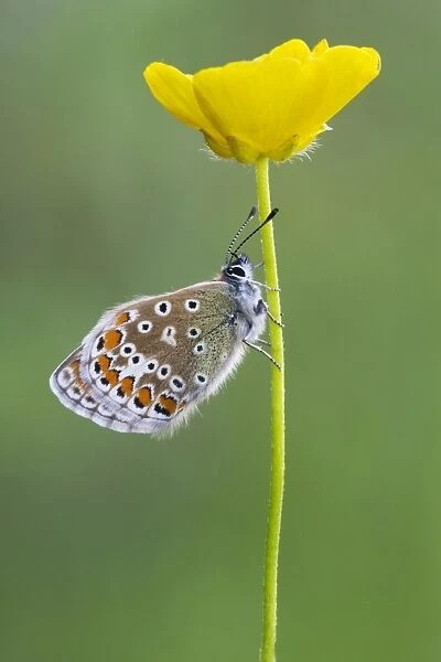 Common Blue (Polyommatus icarus) adult female, resting on buttercup stem, Leicestershire, England, June