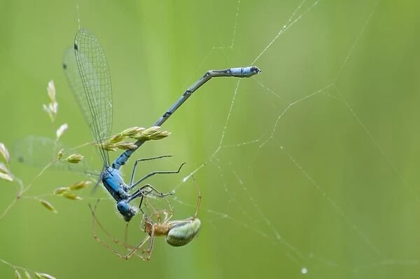 Common Stretch Spider (Tetragnatha extensa) adult, with Common Blue Damselfly (Enallagma cyathigerum) adult male