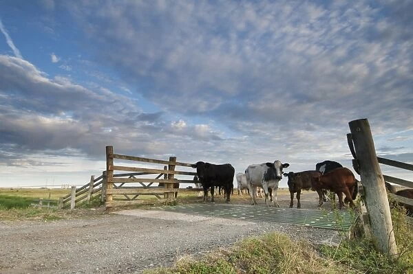 Domestic Cattle, cows with calves, herd standing beside cattle grid on grazing marsh at sunrise, Elmley Marshes N. N. R
