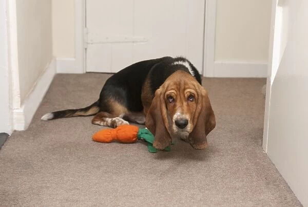 Domestic Dog, Basset Hound, puppy, cowering beside toy in hall, England, January