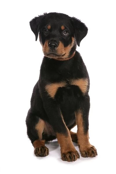 Domestic Dog, Rottweiler, puppy, with collar, sitting