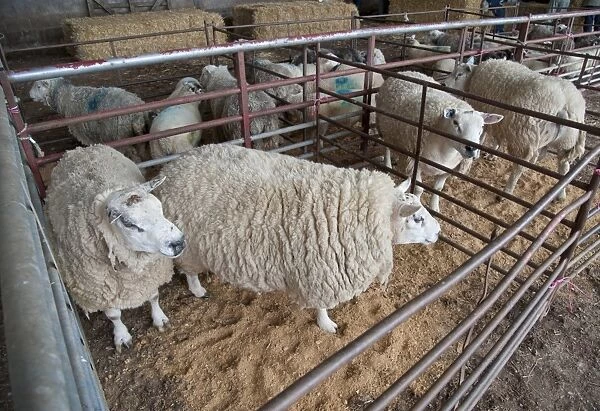 Domestic Sheep, Aberdale Texel tups, Aberdale is based on British Texel breeding but carrying naturally occurring Inverdale prolificacy gene, flock standing in pens, Knock, Cumbria, England, july