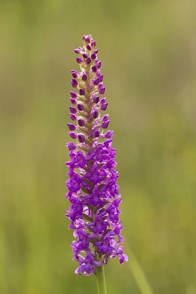 Fragrant Orchid (Gymnadenia conopsea) close-up of flowerspike, Beeston Common, Norfolk, England, July