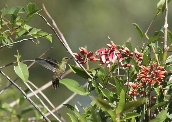 Gilded Sapphire (Hylocharis chrysura) adult, in flight, hovering at flowers, Ribera Norte, Buenos Aires Province, Argentina, march