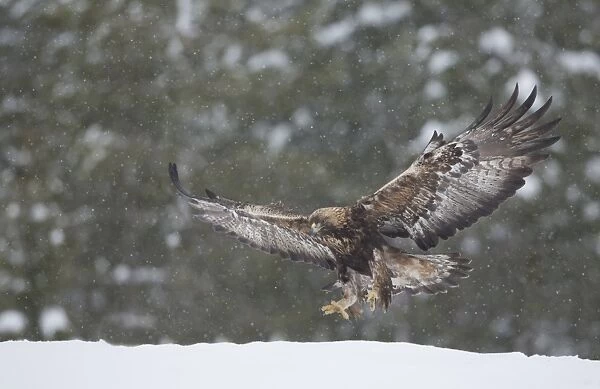 Golden Eagle (Aquila chrysaetos) adult, in flight, landing on snow during snowfall, Finland, February