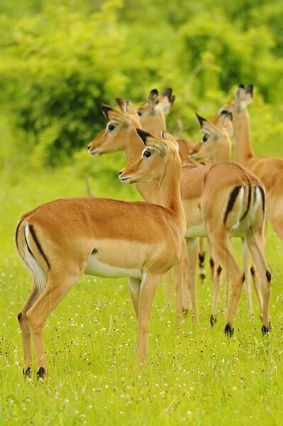 Impala (Aepyceros melampus) adult females, herd standing alert, Ruaha N. P. Tanzania