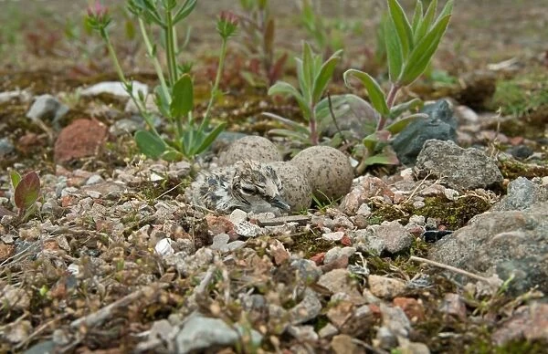 Little Ringed Plover (Charadrius dubius) chick and eggs, camouflaged at nest, Merseyside, England, june