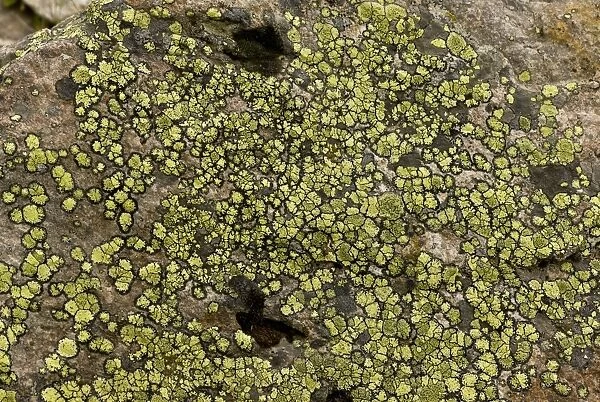 Map Lichen (Rhizocarpon geographicum) growing on rocks, Pontic Mountains, Anatolia, Turkey, July
