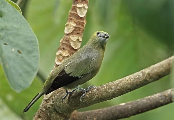Palm Tanager (Thraupis palmarum atripennis) adult, perched on branch, Canopy Tower, Panama, November