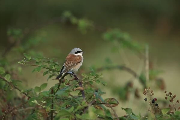 Red-backed Shrike (Lanius collurio) adult male, perched on bramble stem, Norfolk, England, August