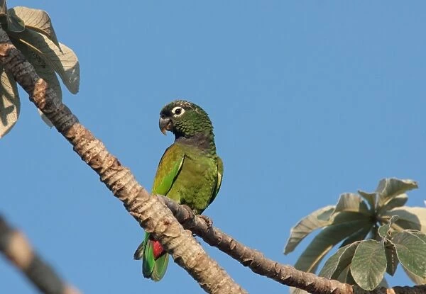 Scaly-headed Parrot (Pionus maximiliani siy) adult, perched on branch, Pousada Araras, Mato Grosso, Brazil, august