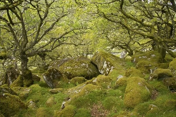 Stunted oak trees with epiphytic moss, with moss covered boulders in understory of moorland copse, Wistmans Wood