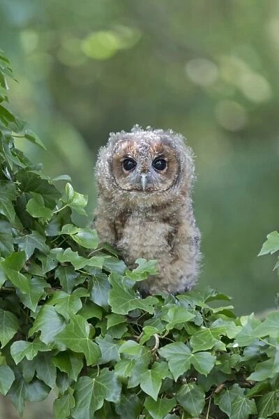 Tawny Owl (Strix aluco) juvenile, perched amongst ivy, August (captive)