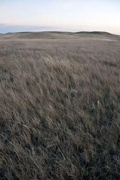 View of shortgrass prairie habitat, West Bloc, Grasslands N. P. Southern Saskatchewan, Canada, october