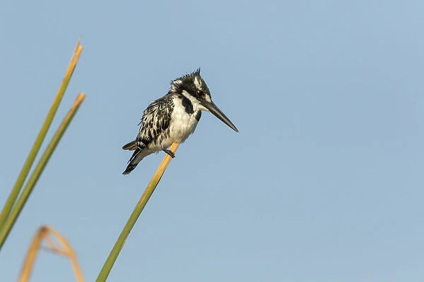 Africa, Botswana, Chobe National Park. Pied kingfisher on papyrus stem. Credit as