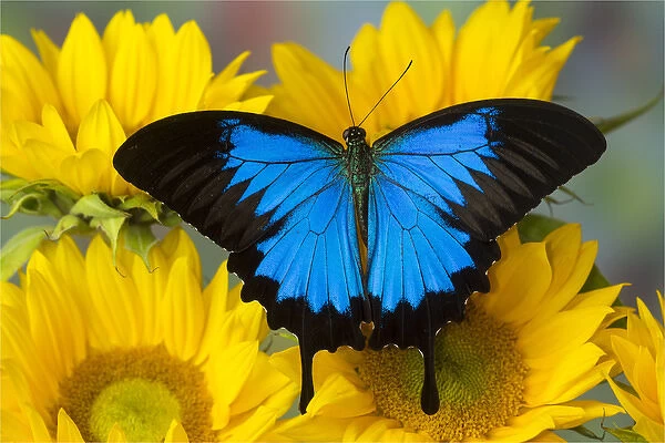 Australian Mountain Blue Swallowtail Butterfly, Papilio ulysses, on sunflower