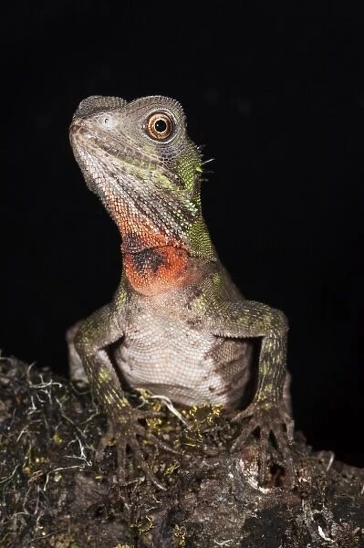 Guichenots Dwarf Iguana (Enyaliodes laticeps), Amazon Rainforest, Pastaza Province