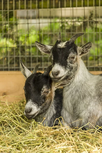 Issaquah, Washington State, USA. Two young African Pygmy goat kids snuggled together