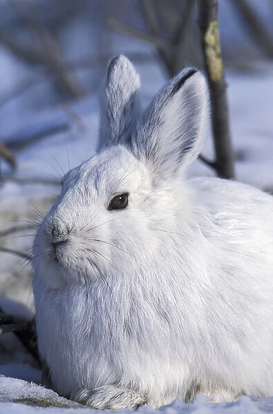 North America, USA, Alaska, ANWR. Snowshoe hare in its winter white camouflage fur