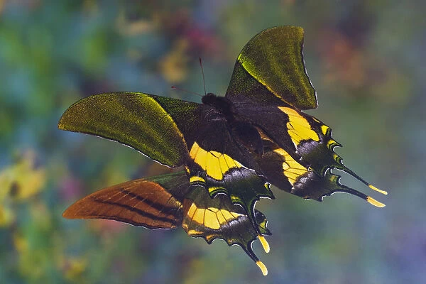 Rare swallowtail butterfly, Teinopalpus imperialis, reflection