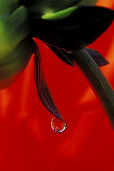 Red dahlia in a dew drop