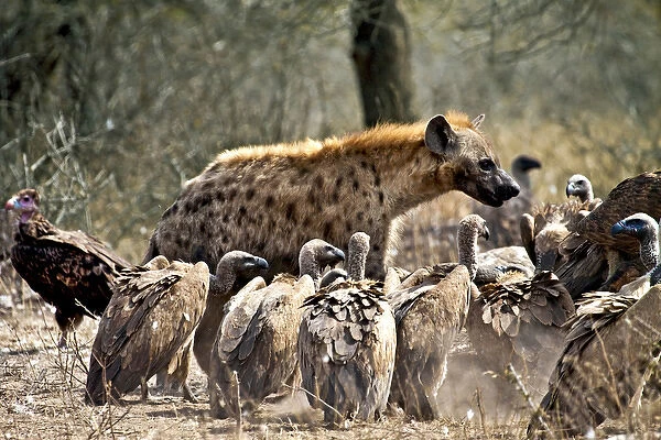 Spotted hyenas (Crocuta crocuta) and vultures scavenging on a carcass in Kruger National Park