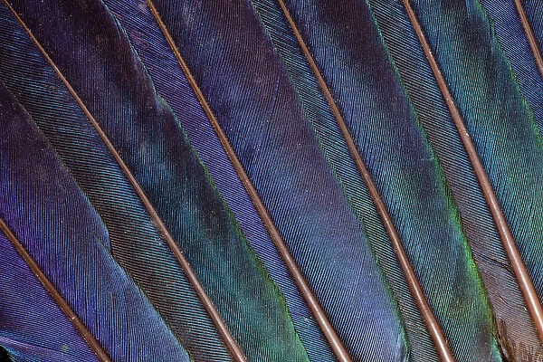 Turaco feathers