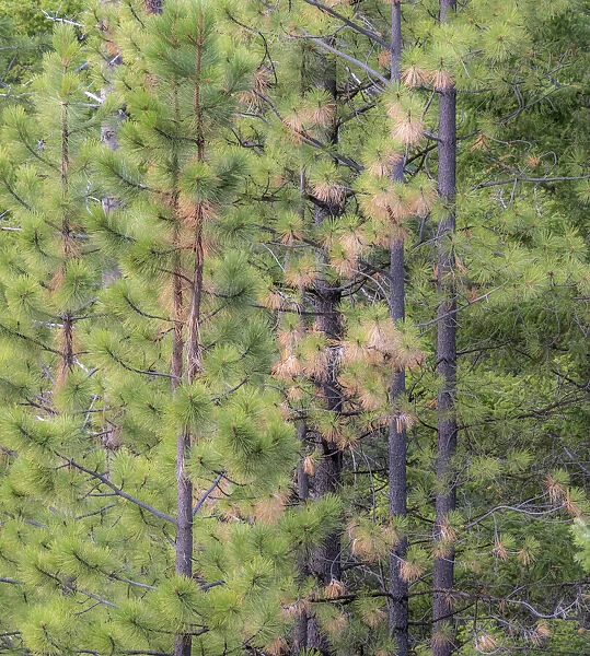 USA, Washington State, Blewett Pass in autumn and Pine Trees