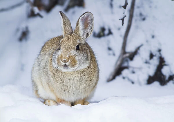 USA, Wyoming, Sublette County, Nuttalls Cottontail Rabbit in snow