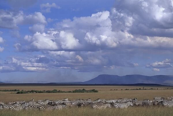 Zebras grazing on grass plains, Msai Mara, Kenya