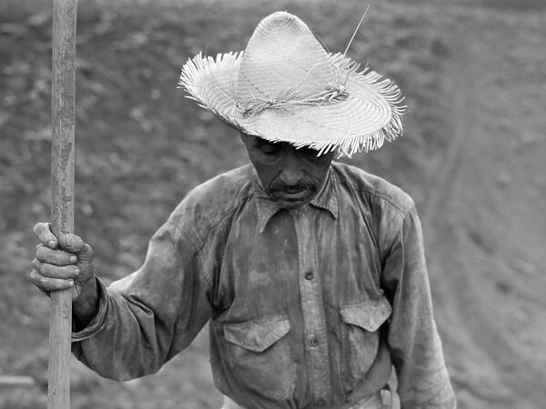 TOBACCO FARM, 1941. A migrant worker on a tobacco farm in Barranquitas, Puerto Rico