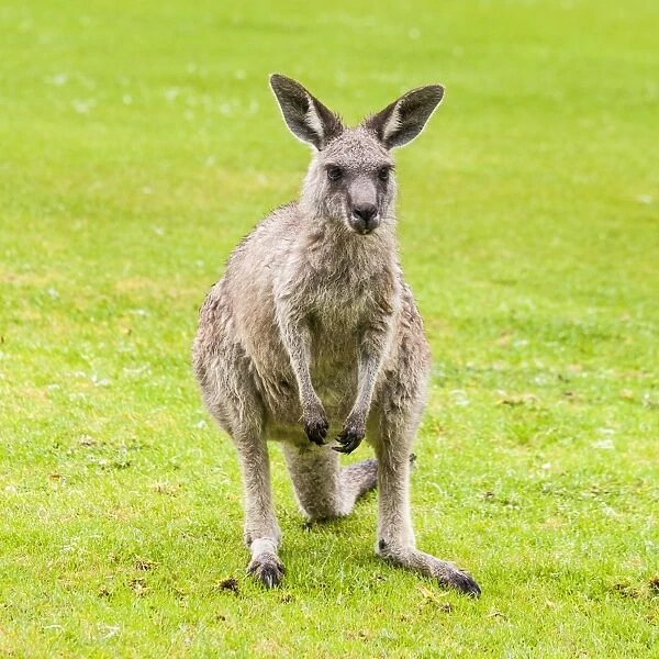 A kangaroo in Merimbula, Australia