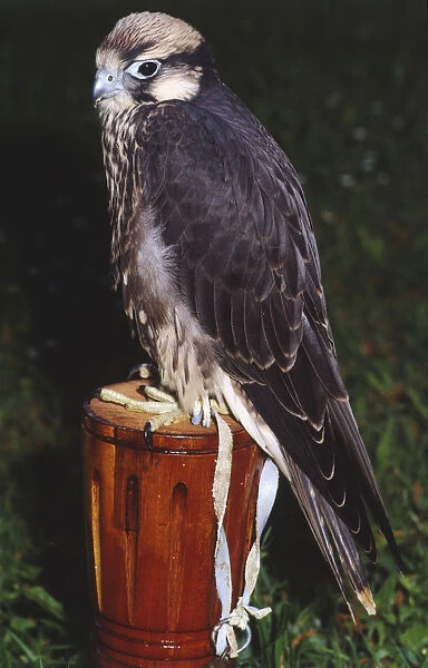 Bird of prey with a blue beak and dark feathers sitting on perch