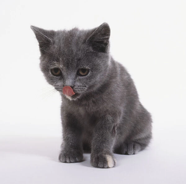 A blue-cream British shorthair kitten licking its lips, front view