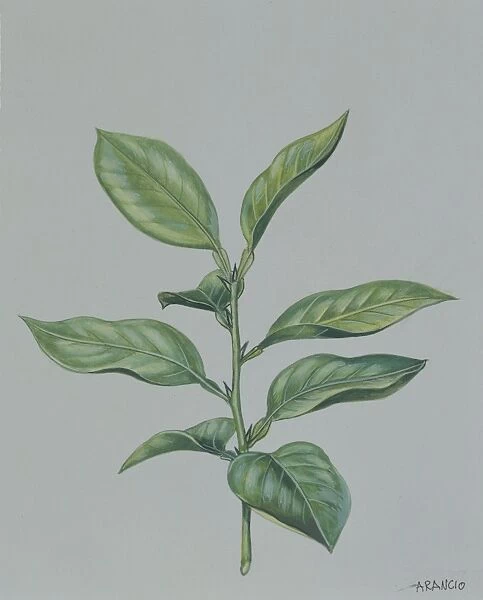 Branch with leaves of Bitter or Seville orange Citrus aurantium, illustration